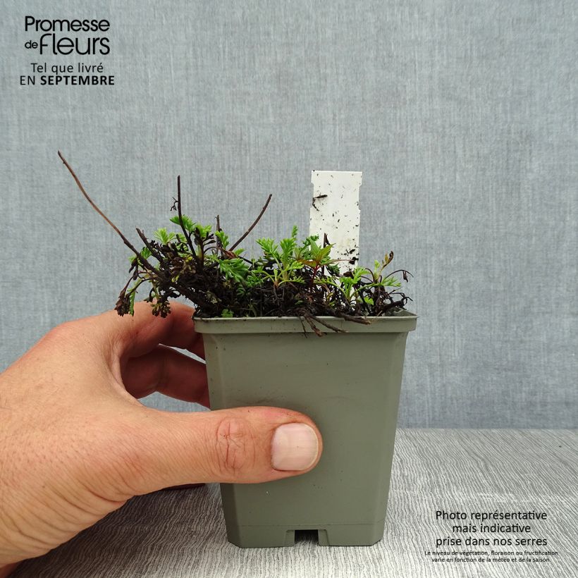 Anthemis carpatica Karpatenschnee - Marguerite 8/9 cm pot sample as delivered in summer