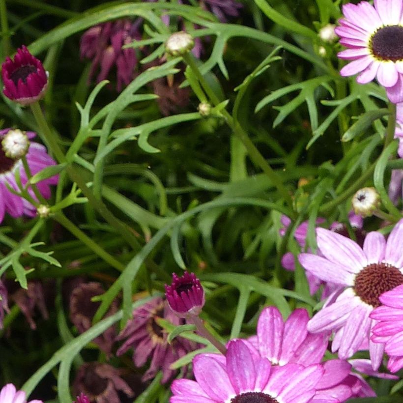 Anthemis Grandaisy Pink Tourmaline - Marguerite (Foliage)