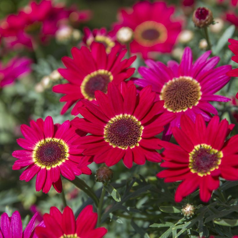 Anthemis Grandaisy Ruby - Marguerite (Flowering)