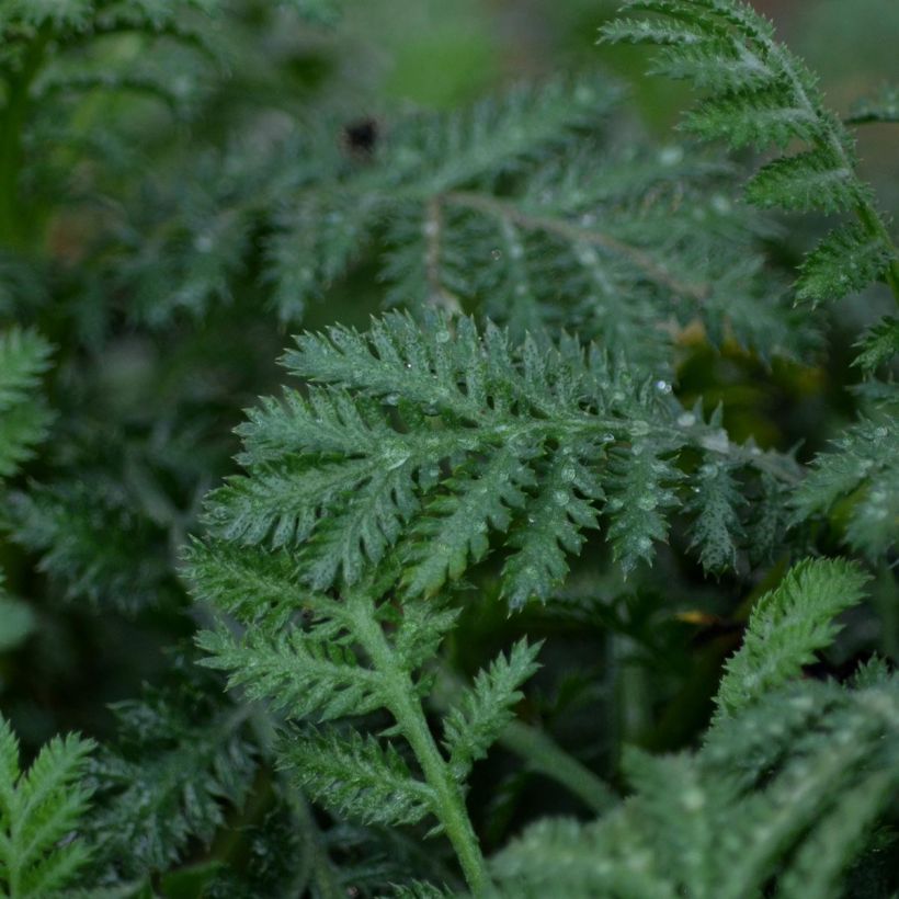 Anthemis tinctoria Sauce Hollandaise - Marguerite (Foliage)