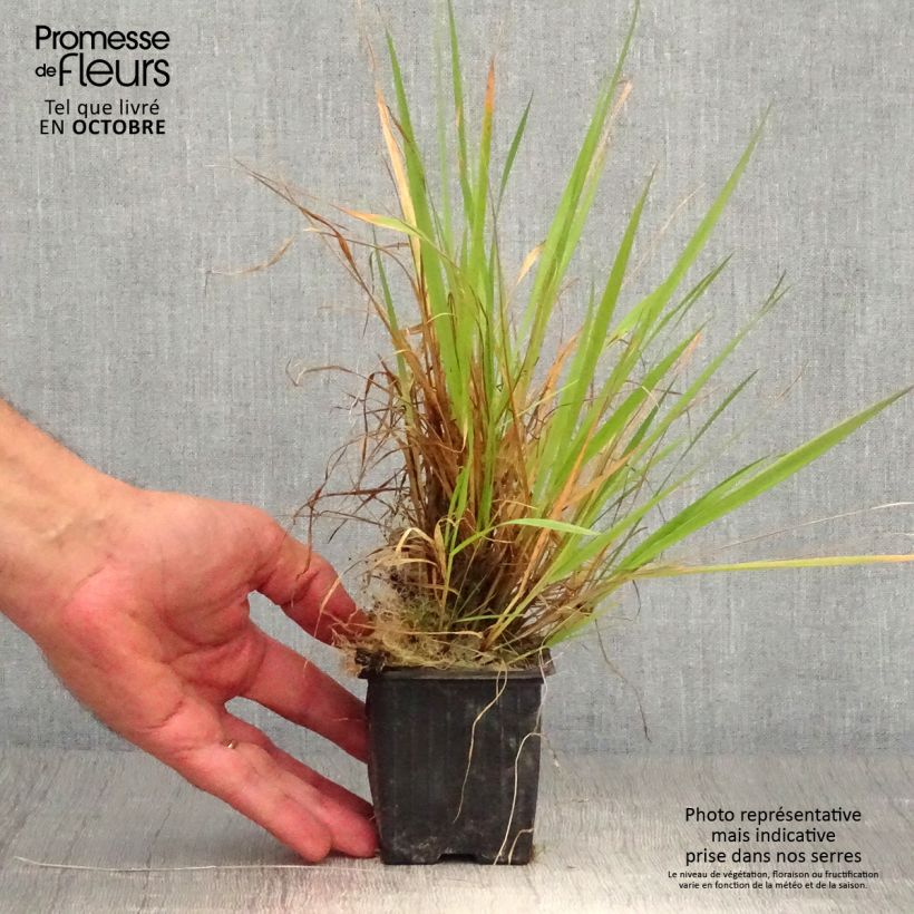 Anthoxanthum odoratum 8/9 cm pot sample as delivered in autumn
