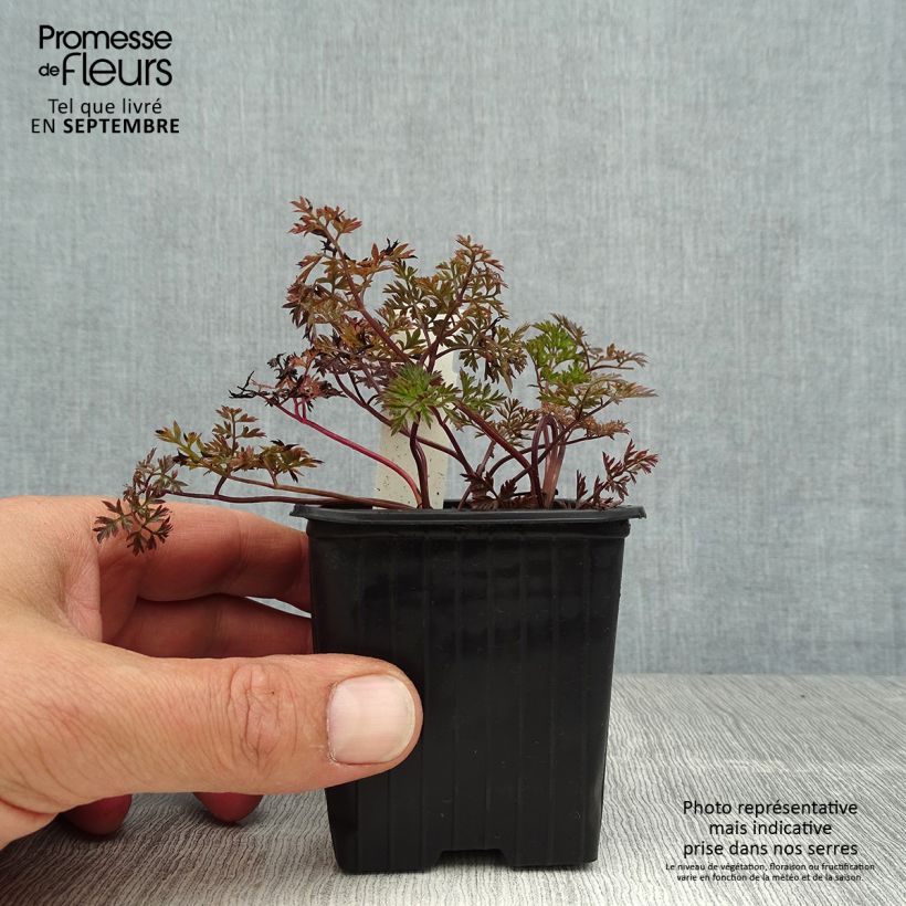 Anthriscus sylvestris Ravenswing 8/9 cm pot sample as delivered in summer