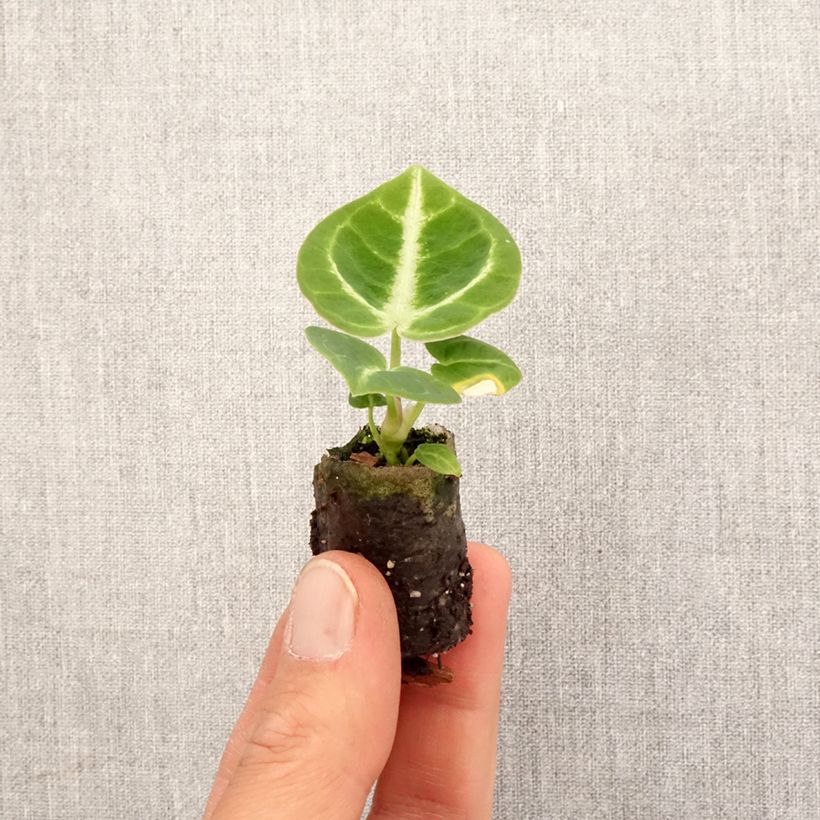 Anthurium crystallinum x clarinervium Dorayaki Mini-plante sample as delivered in spring