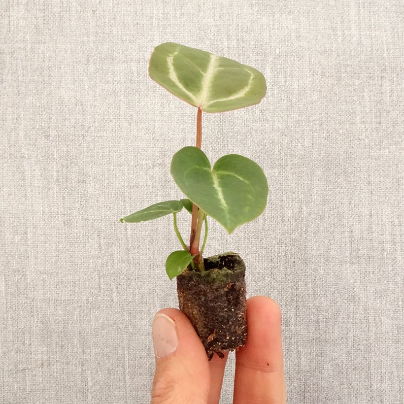 Anthurium x magnificum Dorayaki x magnificum Mini-plante sample as delivered in spring