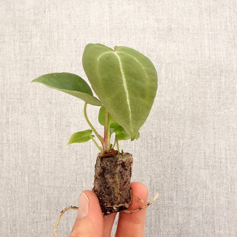 Anthurium forgetii Mini-plante sample as delivered in spring