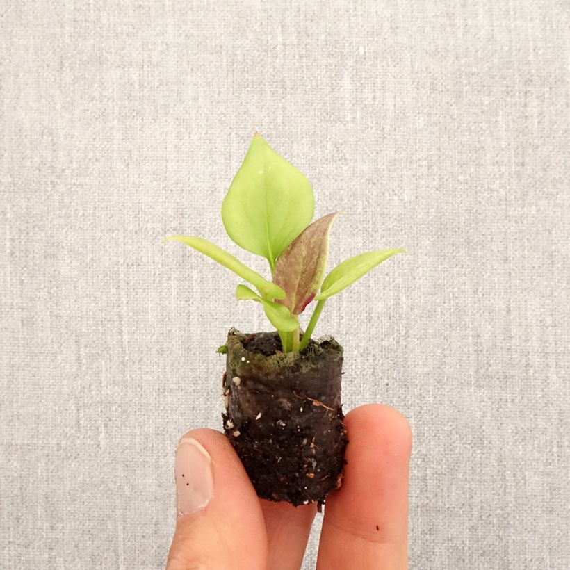 Anthurium jenmanii Gold Mini-plante sample as delivered in spring