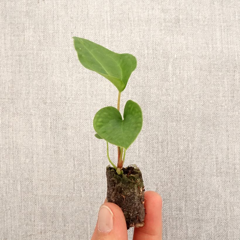 Anthurium  magnificum x Dark Phoenix Plug plant 3/4cm sample as delivered in spring