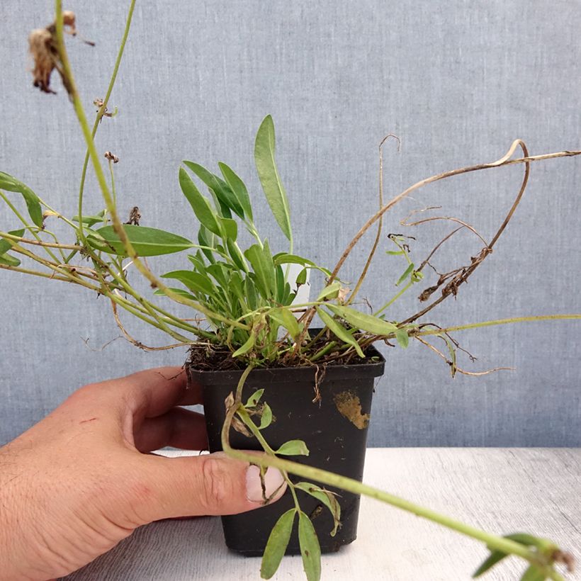 Anthyllis vulneraria var. coccinea 8/9 cm pot sample as delivered in summer
