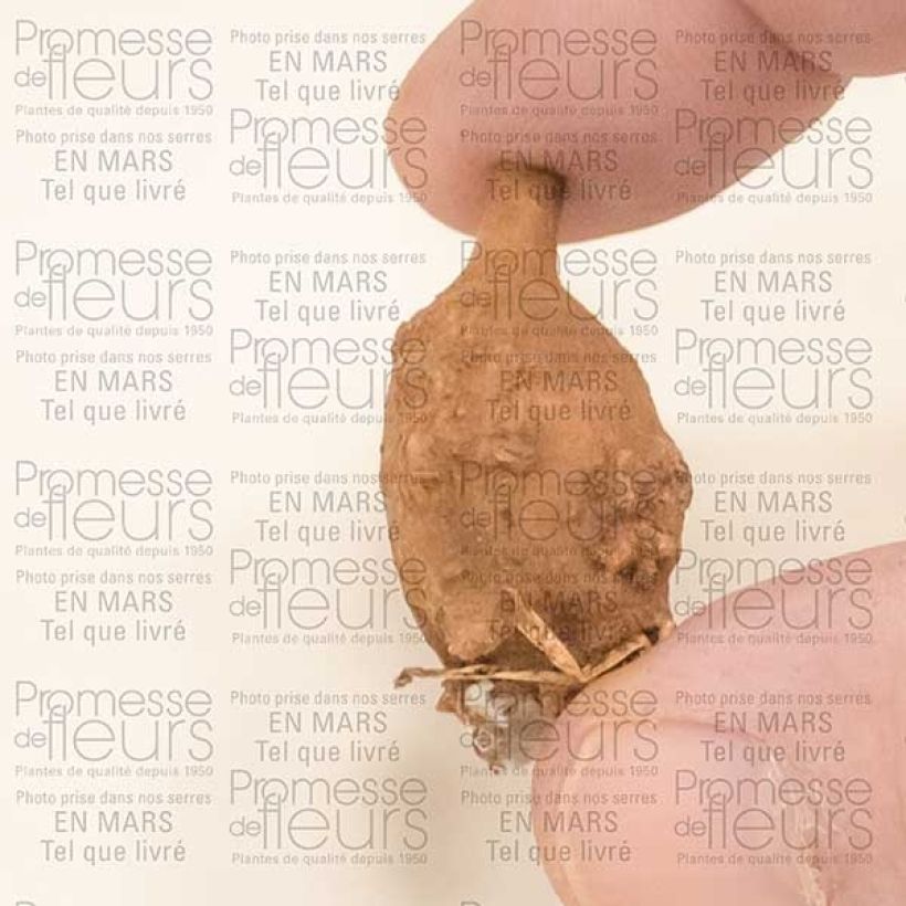 Example of American Groundnut - Apios americana Bulb specimen as delivered