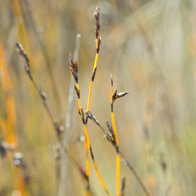 Apodasmia similis (Flowering)