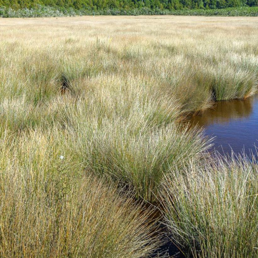 Apodasmia similis (Plant habit)