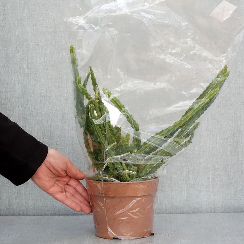 Rat tail cactus - Aporophyllum malisonii 2L/3L pot sample as delivered in winter