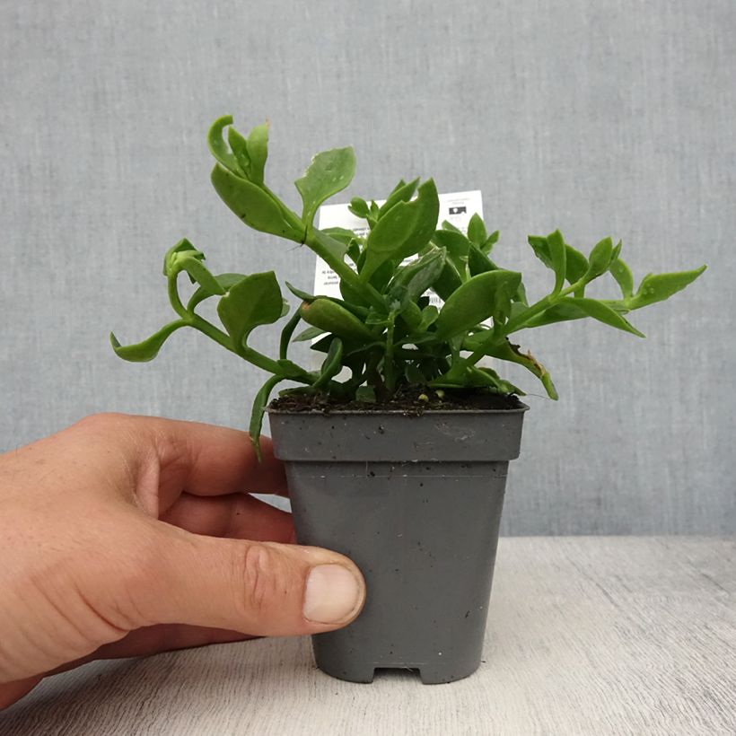 Aptenia cordifolia 8/9 cm pot sample as delivered in spring
