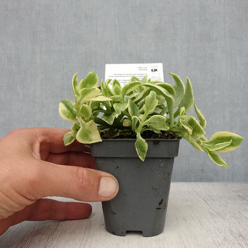 Aptenia cordifolia Variegata 8/9 cm pot sample as delivered in spring