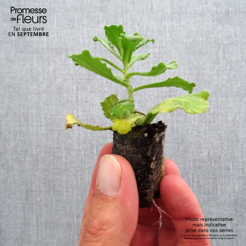 Arabis caucasica Alabaster Plug plant 3/4cm sample as delivered in autumn