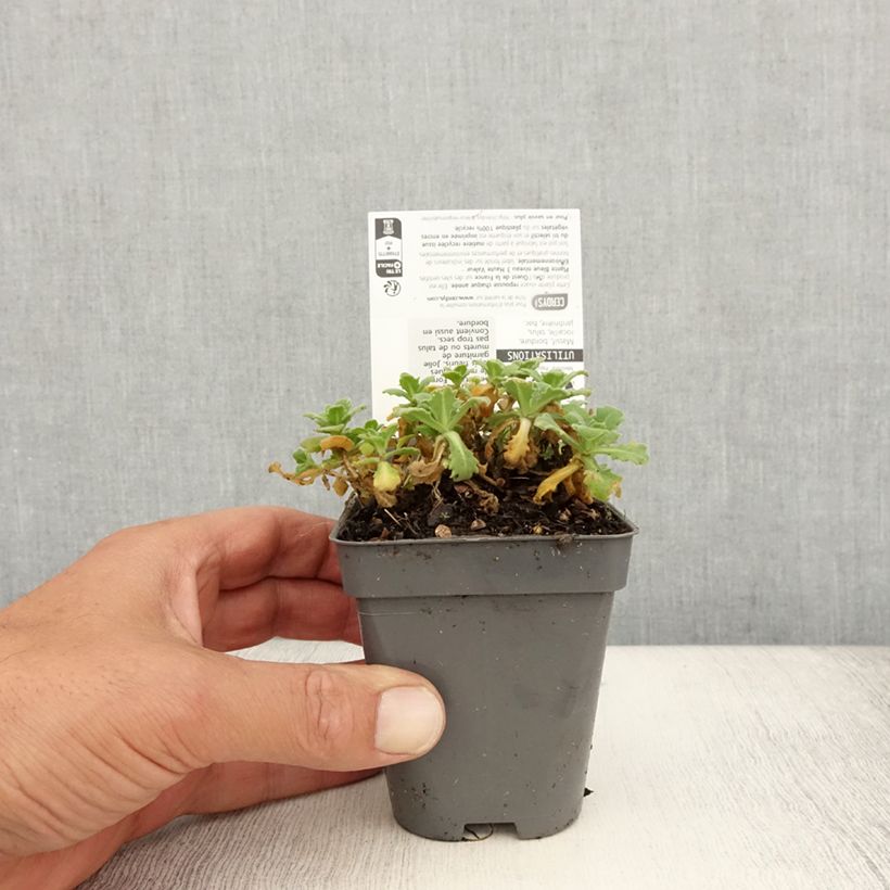 Arabis alpina subsp. caucasica Snowball 8/9 cm pot sample as delivered in summer