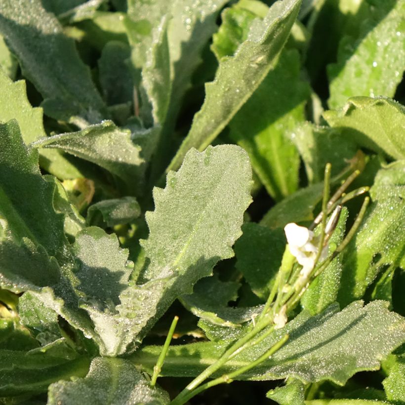 Arabis alpina subsp. caucasica Snowcap (Foliage)