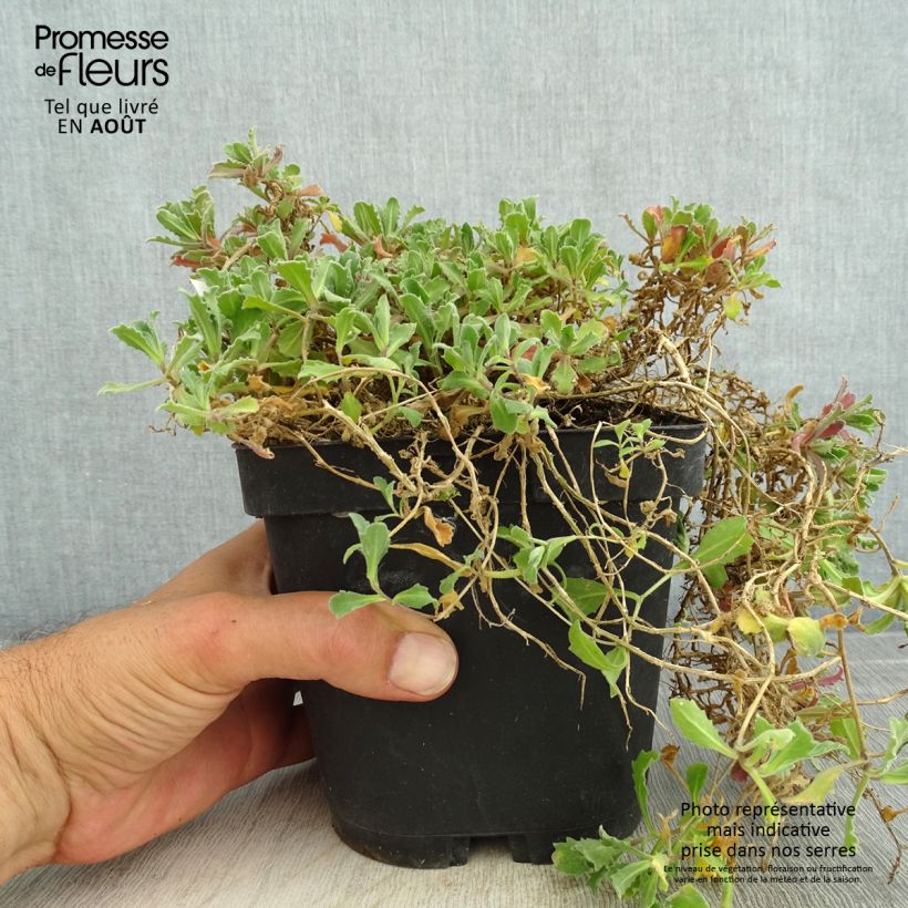 Arabis alpina subsp. caucasica Snowcap 2L/3L pot sample as delivered in summer