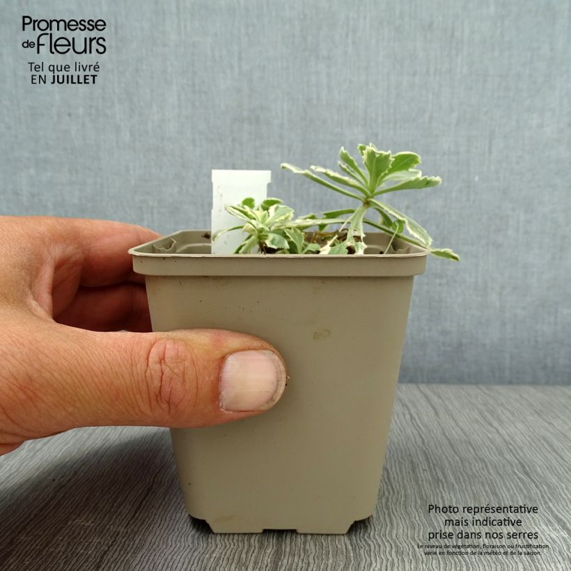 Arabis alpina subsp. caucasica Variegata 8/9 cm pot sample as delivered in summer