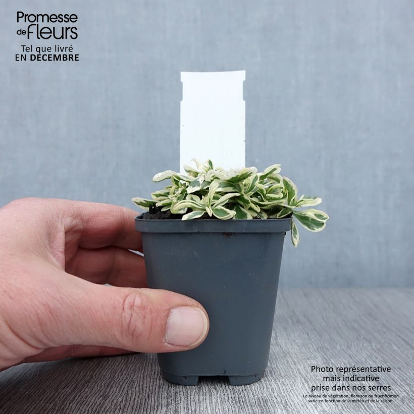 Arabis ferdinandi-coburgii 8/9 cm pot sample as delivered in autumn