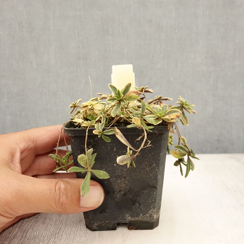 Arabis ferdinandi coburgii Old Gold 8/9 cm pot sample as delivered in summer