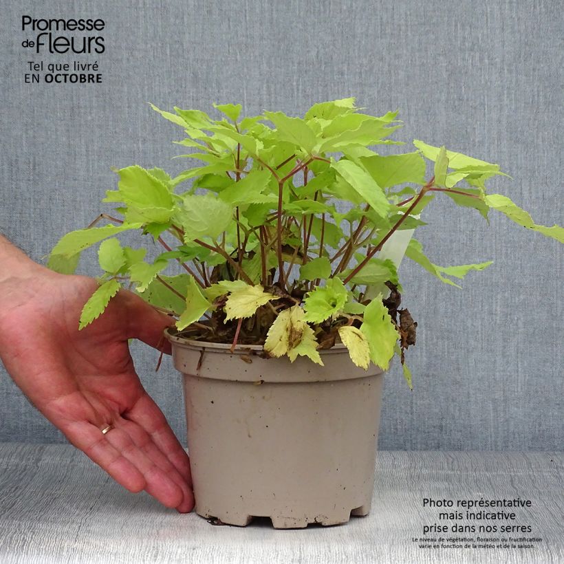 Aralia cordata Sun King 2L/3L pot sample as delivered in autumn