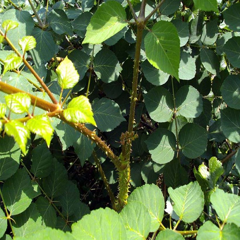 Aralia elata (Foliage)