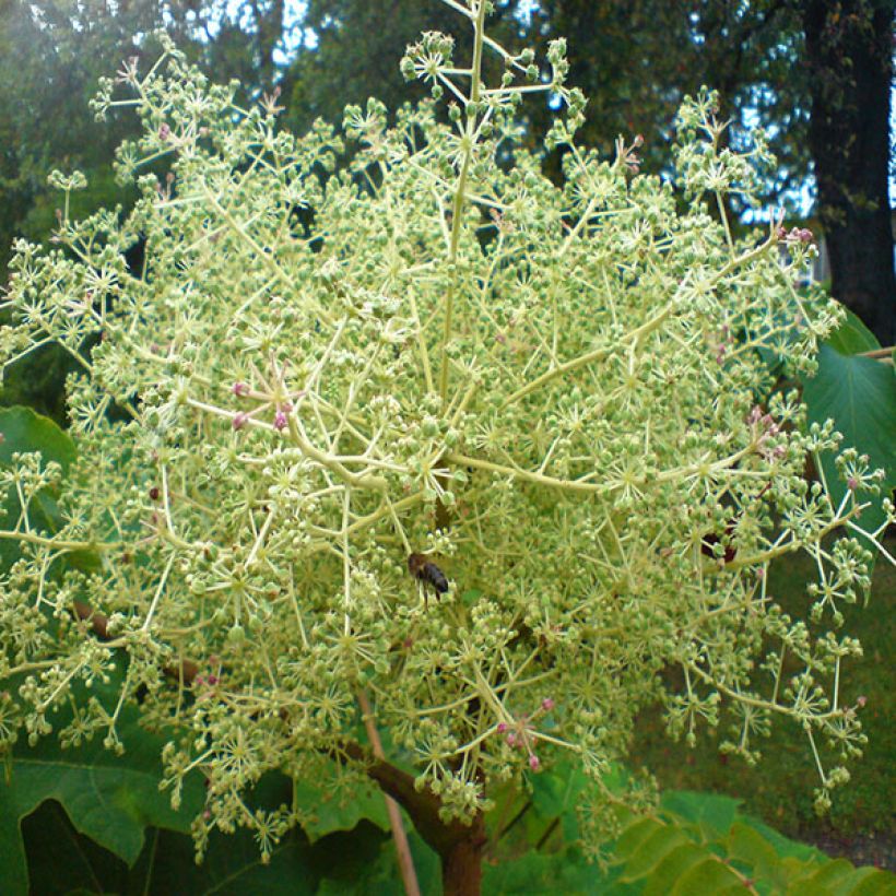 Aralia elata (Flowering)