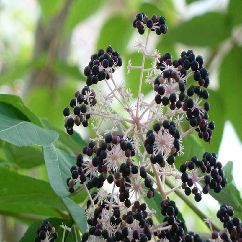 Aralia elata (Harvest)