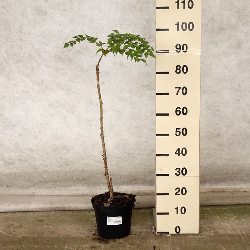 Aralia elata 3L/4L pot sample as delivered in autumn
