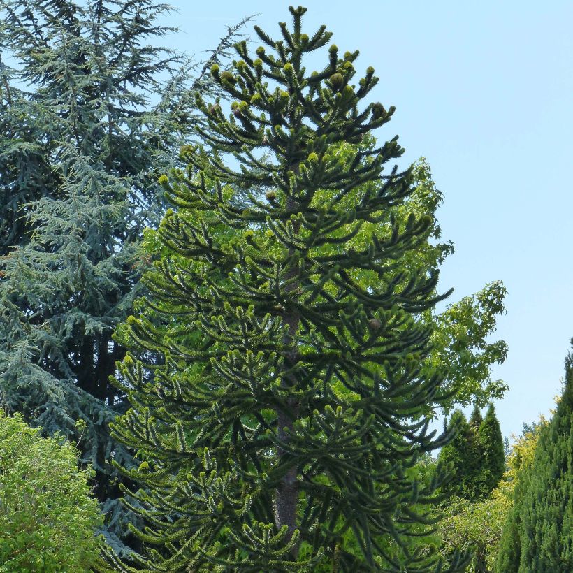 Araucaria araucana - Monkey Puzzle (Plant habit)