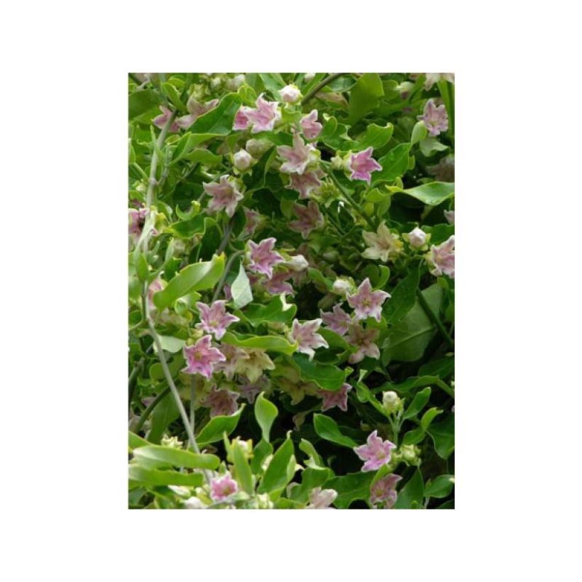 Araujia sericifera Rosea (Flowering)