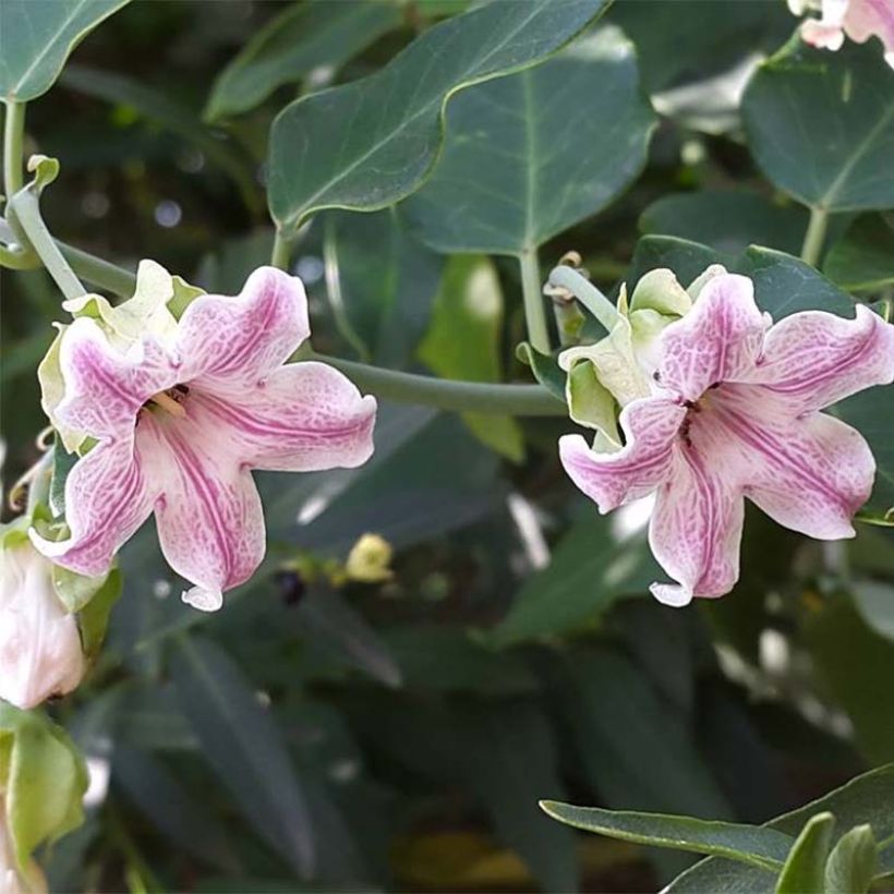 Araujia sericifera  (Flowering)