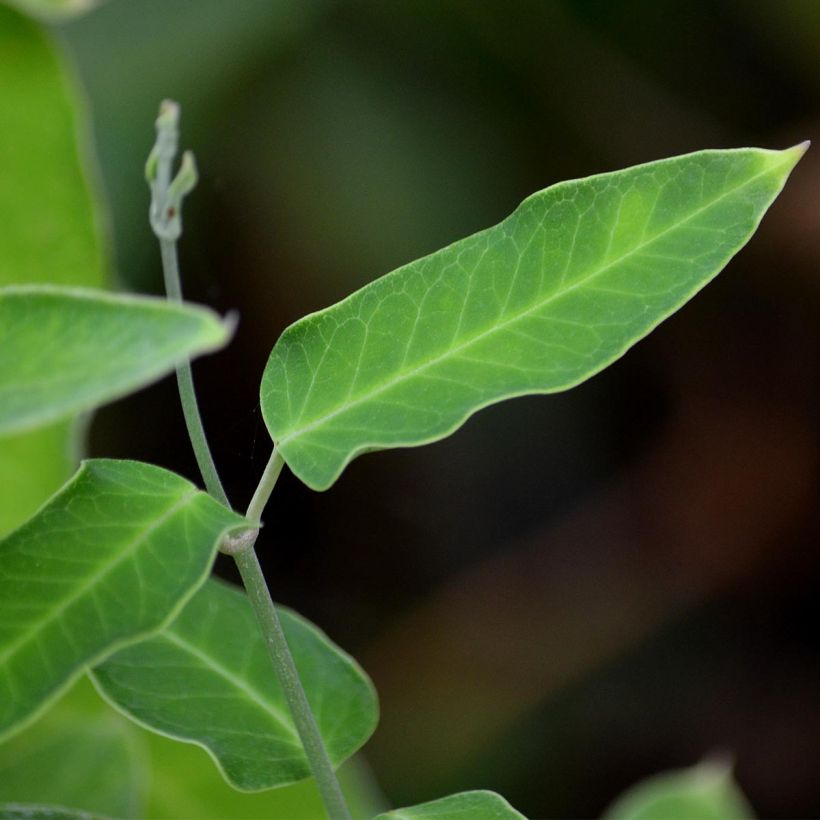 Araujia sericifera Alba (Foliage)