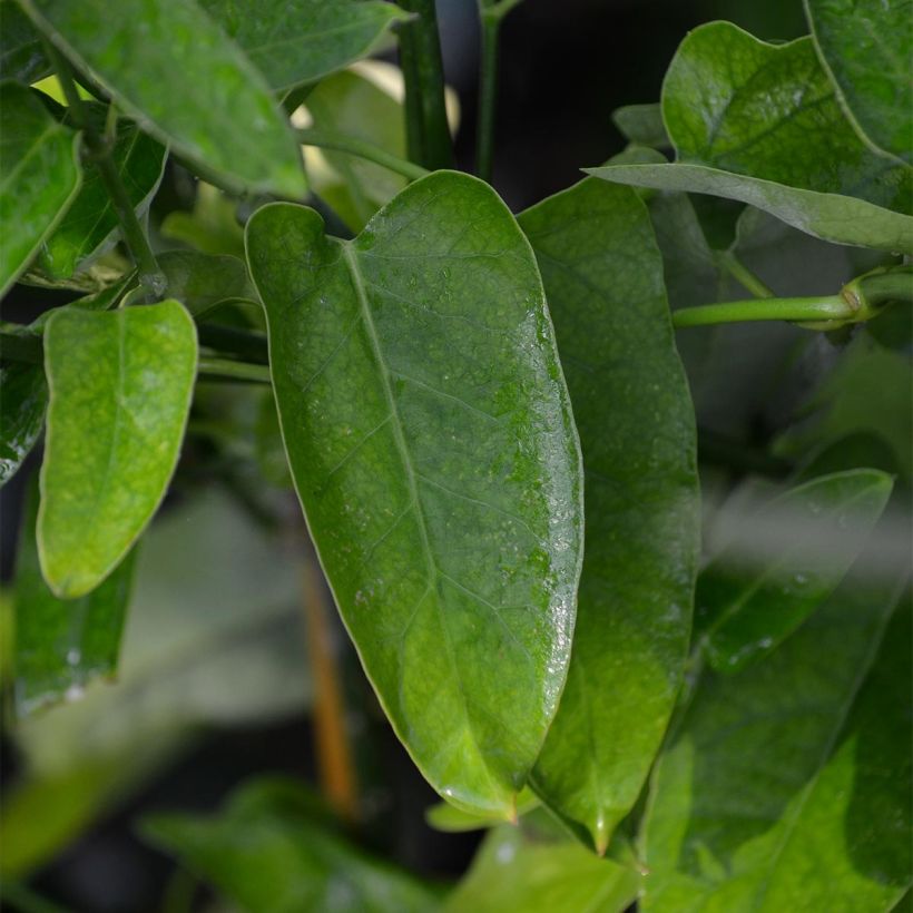 Araujia sericifera  (Foliage)