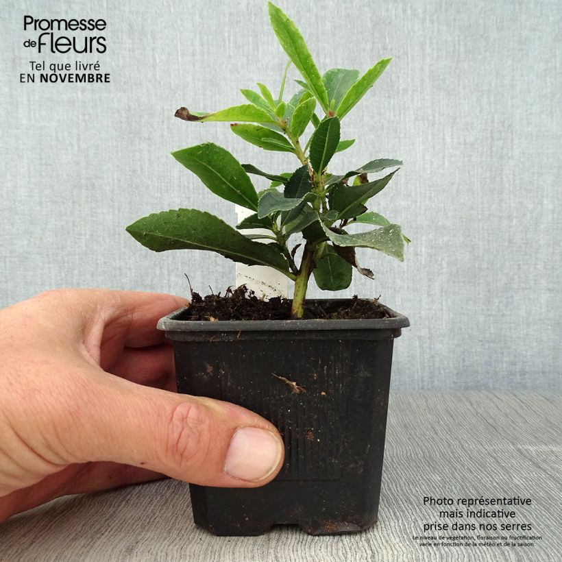 Arbutus unedo Pink Giant - Strawberry Tree 8/9 cm pot sample as delivered in autumn