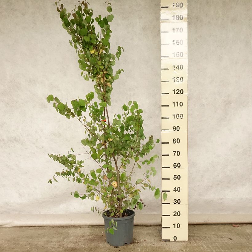Cercidiphyllum japonicum 7.5L/10L pot sample as delivered in summer