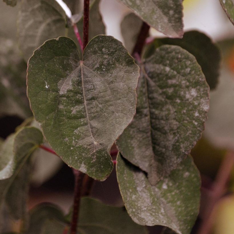 Cercidiphyllum japonicum Rotfuchs (Foliage)