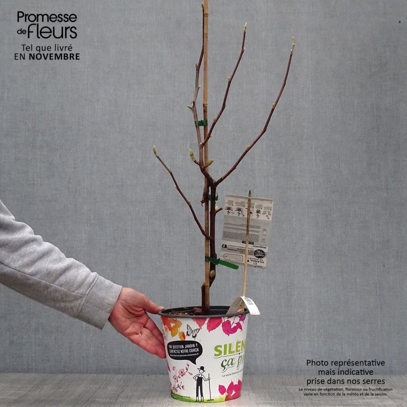 Magnolia  acuminata Butterflies 4L/5L pot sample as delivered in autumn