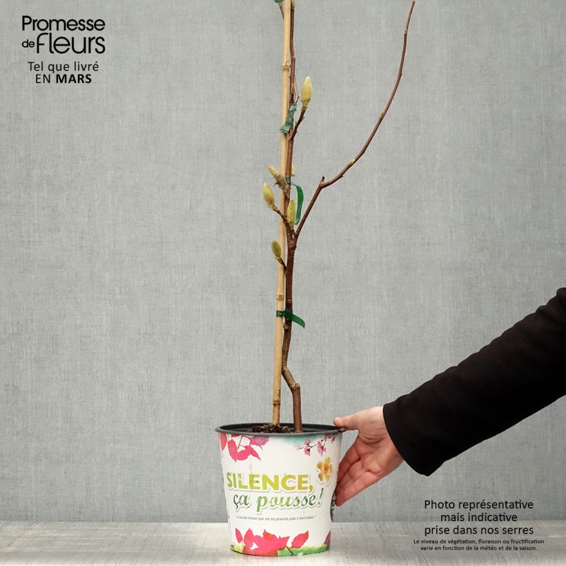 Magnolia  acuminata Butterflies 4L/5L pot sample as delivered in spring