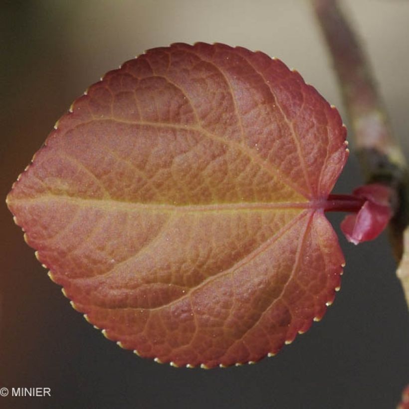 Cercidiphyllum japonicum (Foliage)