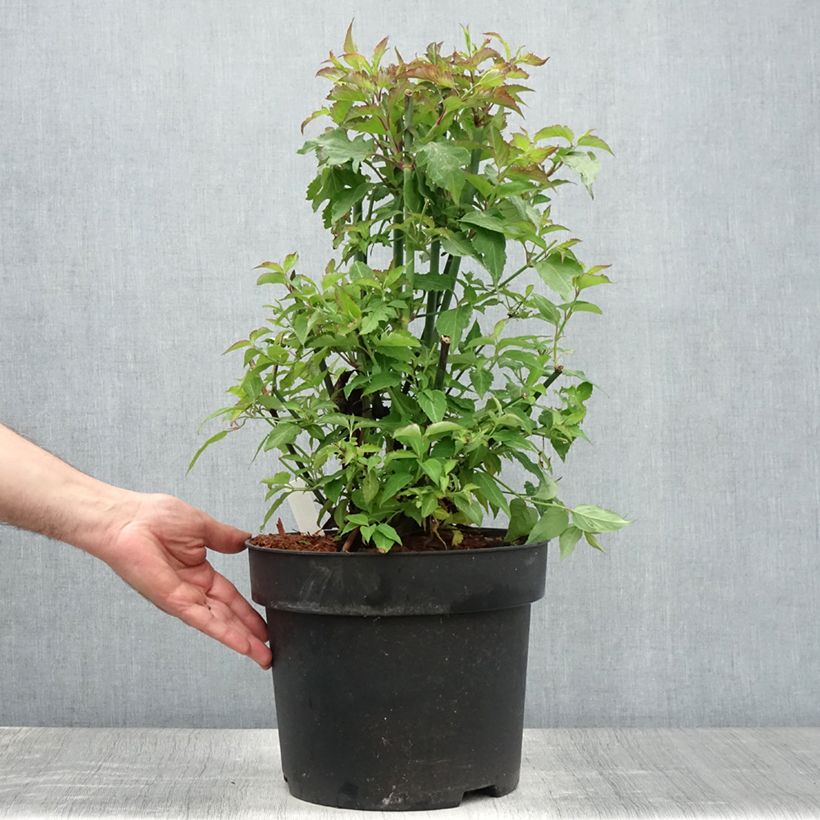 Leycesteria formosa 7.5L/10L pot sample as delivered in summer