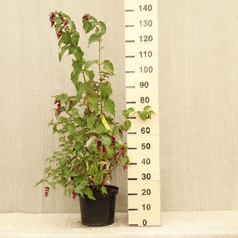 Leycesteria formosa Purple Rain 7.5L/10L pot sample as delivered in summer