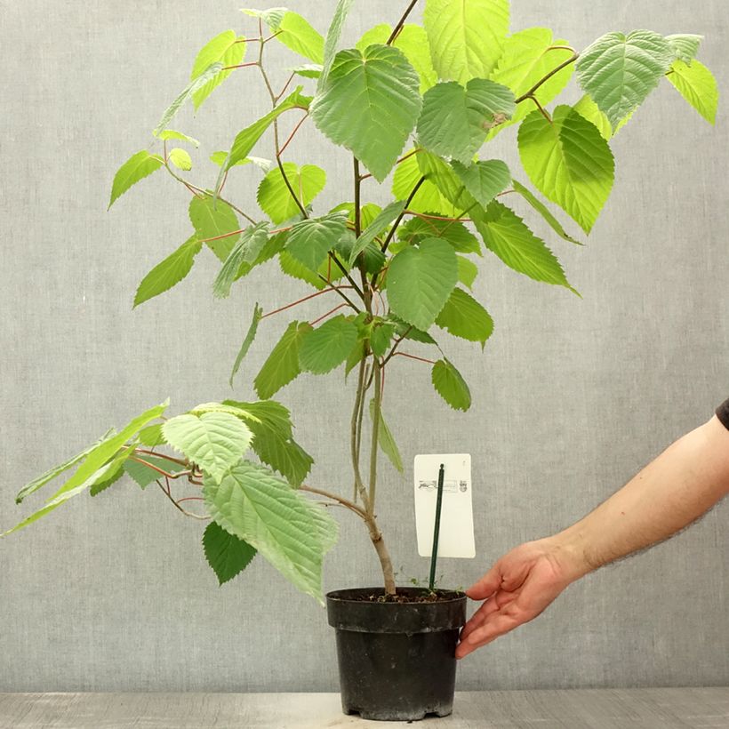Davidia involucrata var. vilmoriniana - Dove Tree 3L/4L pot sample as delivered in summer