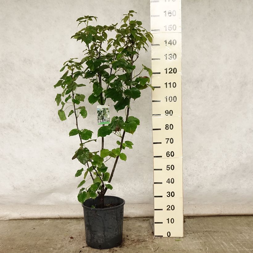 Davidia involucrata var. vilmoriniana - Dove Tree 18L/20L pot sample as delivered in summer