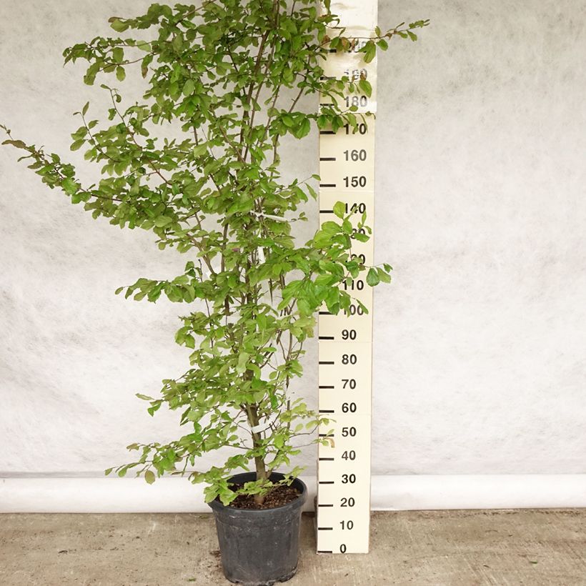 Parrotia persica - Persian Ironwood 30L/35L pot sample as delivered in summer