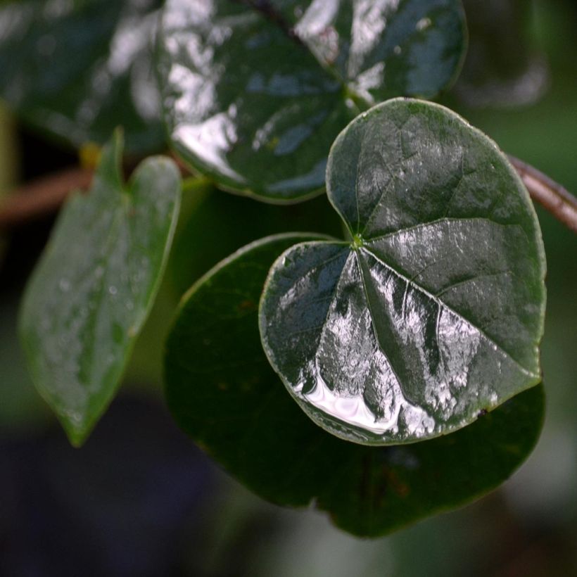 Cercis siliquastrum - Judas Tree (Foliage)