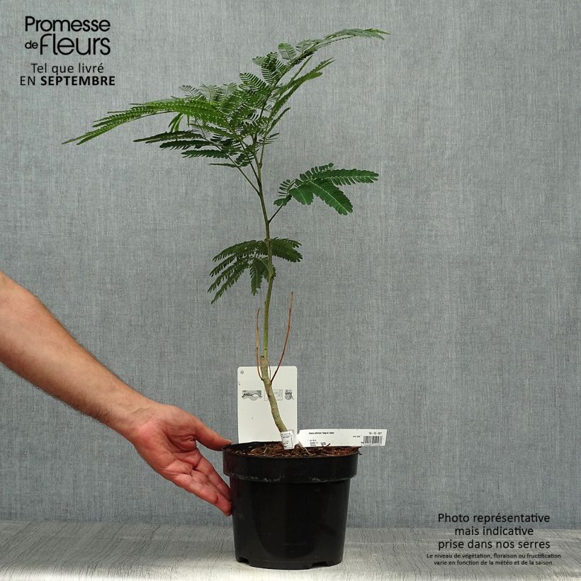 Albizia julibrissin Rouge de Tuiliere 3L/4L pot sample as delivered in autumn