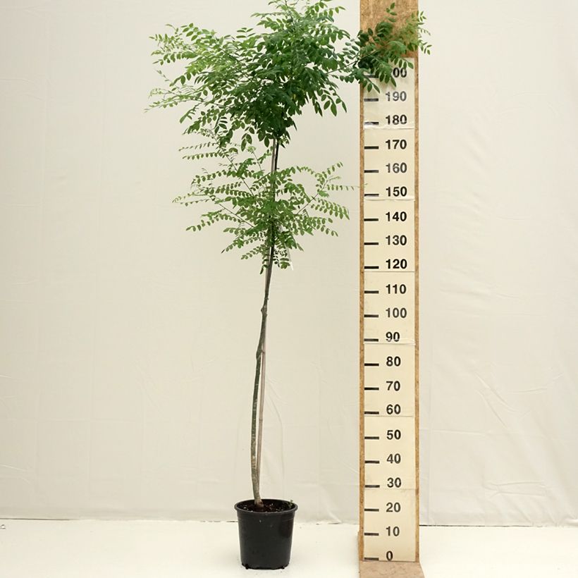 Sophora japonica 7.5L/10L pot sample as delivered in spring