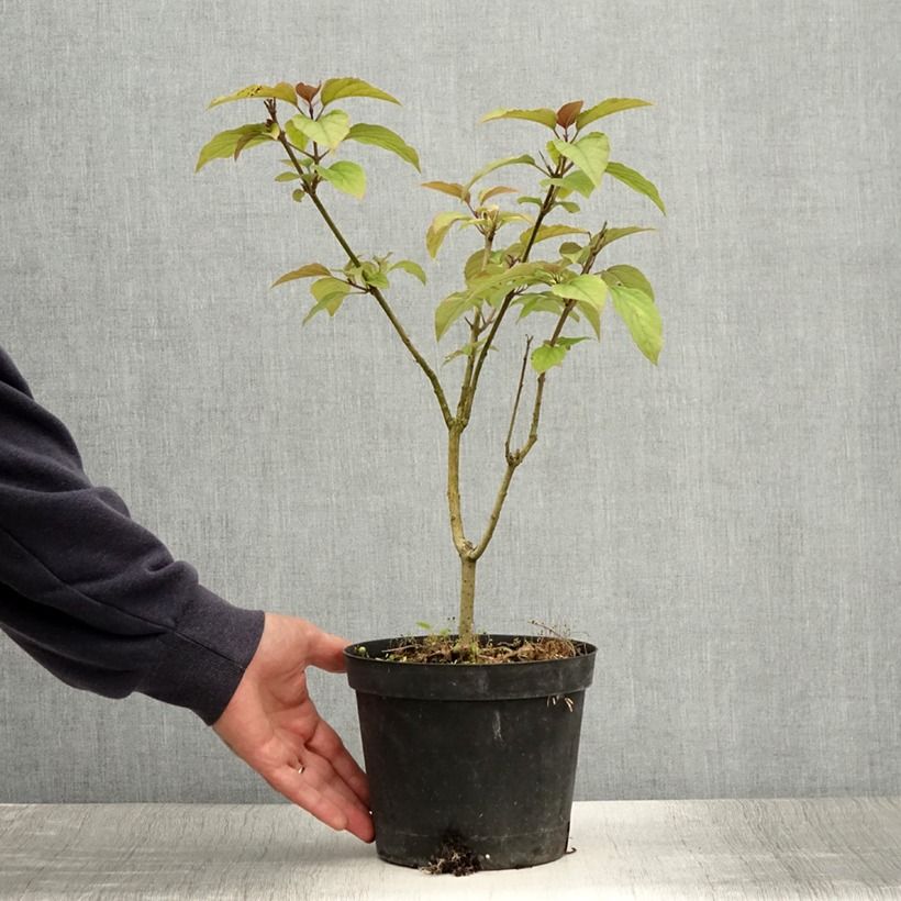 Clerodendrum trichotomum Fargesii 2L/3L pot sample as delivered in summer